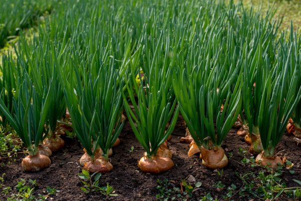 Kraken рабочее зеркало onion